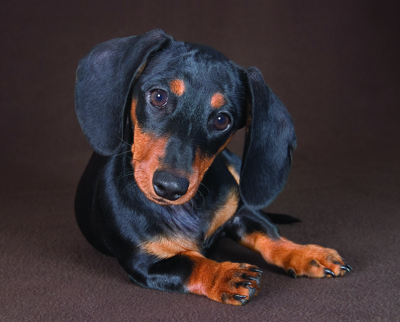 Dachshund breed standard example 6