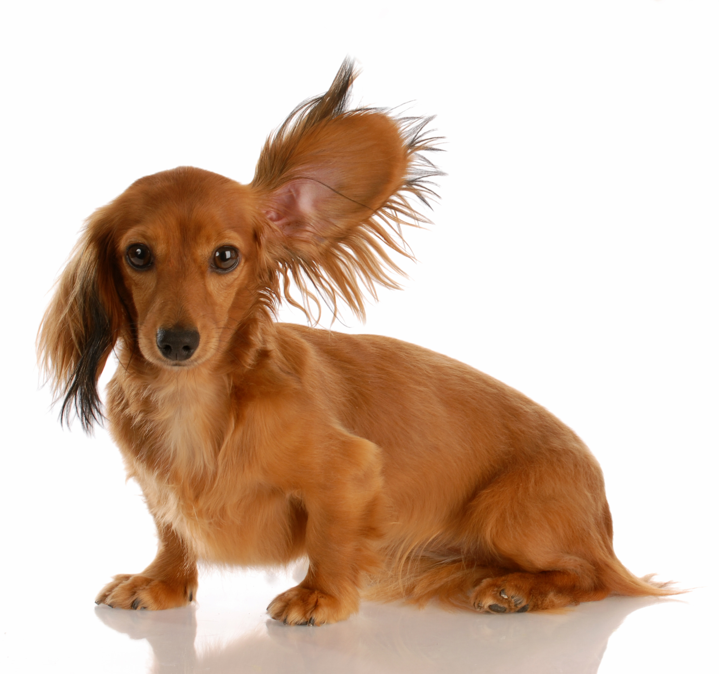 Dachshund breed standard example 9