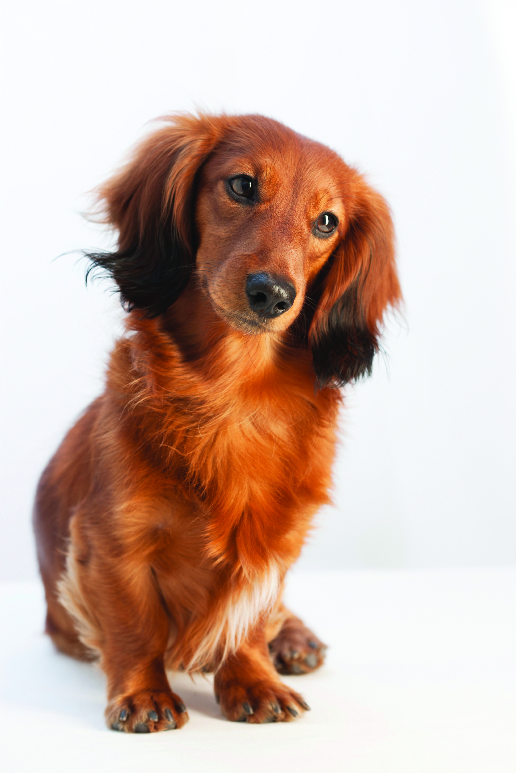 Dachshund breed standard example 7
