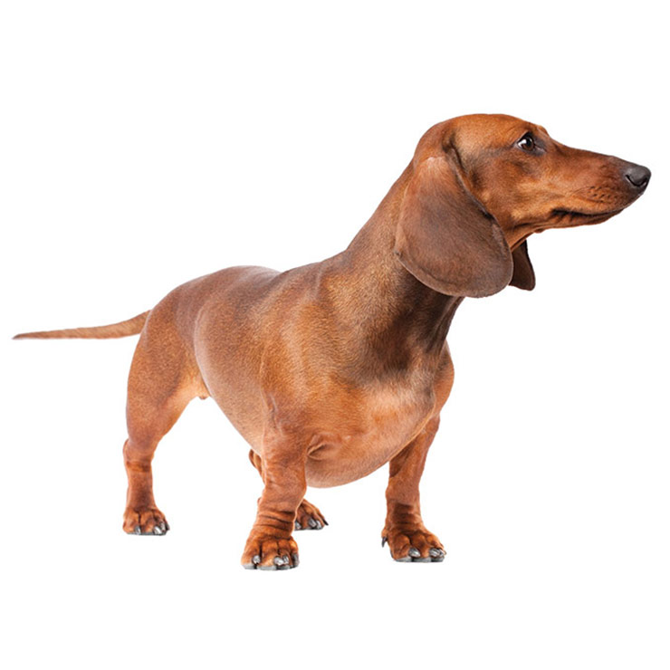 Dachshund breed standard example