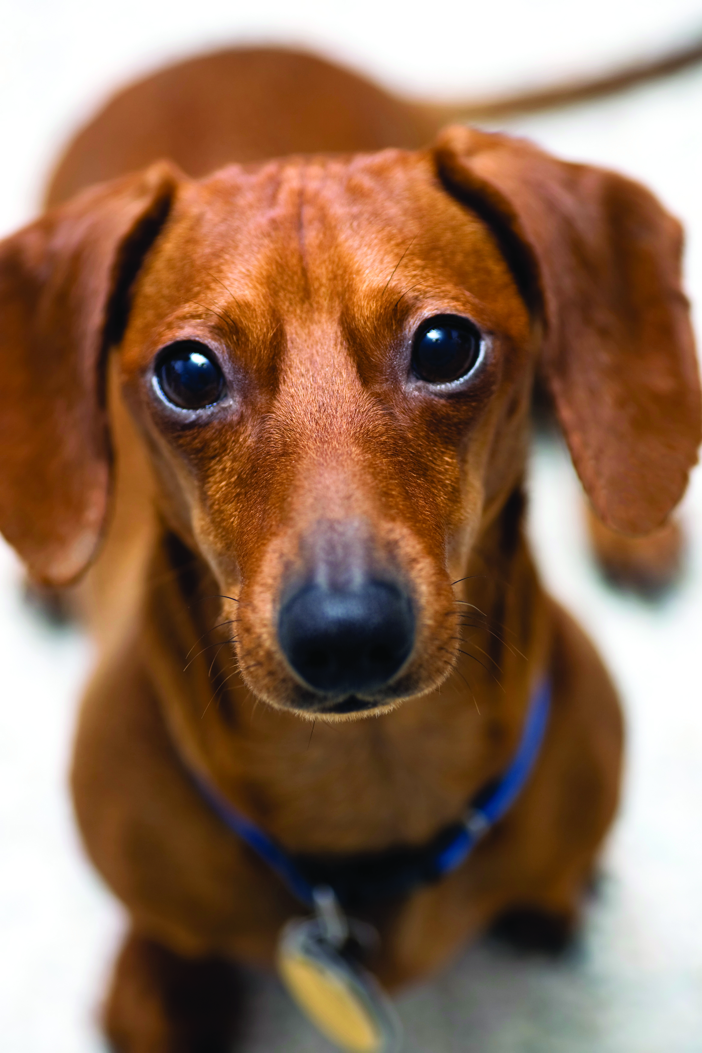 Dachshund breed standard example 8