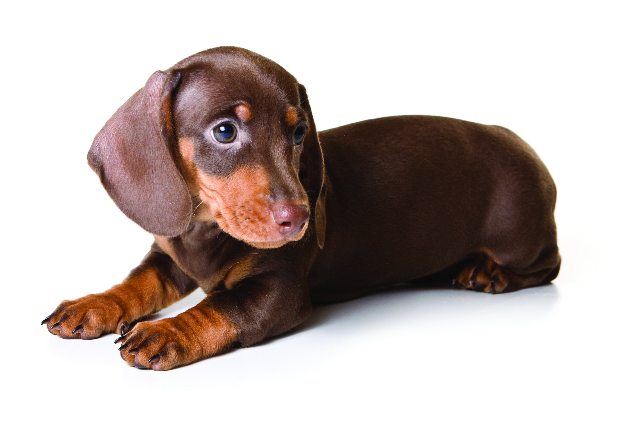 Dachshund breed standard example 2