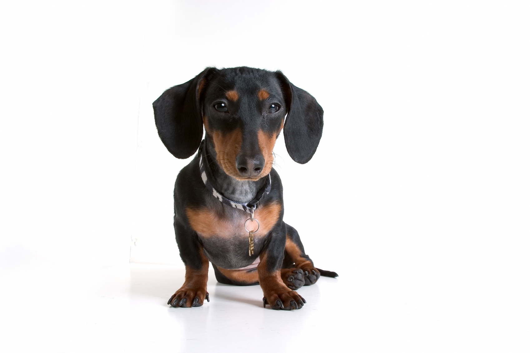 Dachshund breed standard example 3