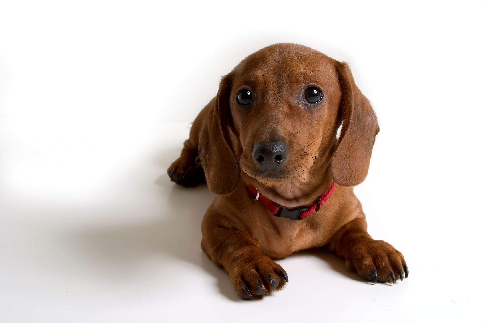 Dachshund breed standard example 4