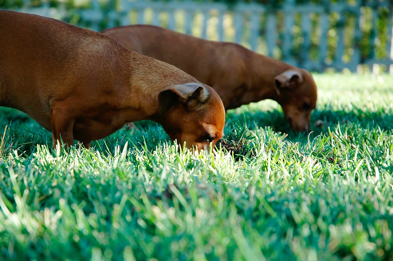 Dachshund breed standard example 10