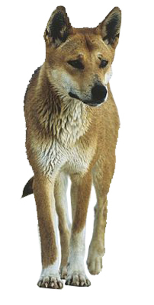 Dingo breed standard example