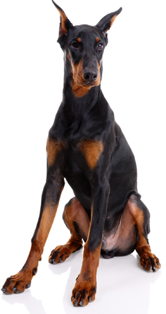 Doberman Pinscher breed standard example