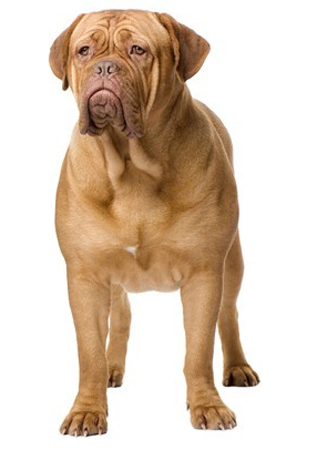 Dogue de Bordeaux breed standard example