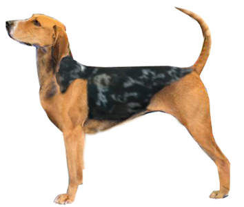 Dunker breed standard example