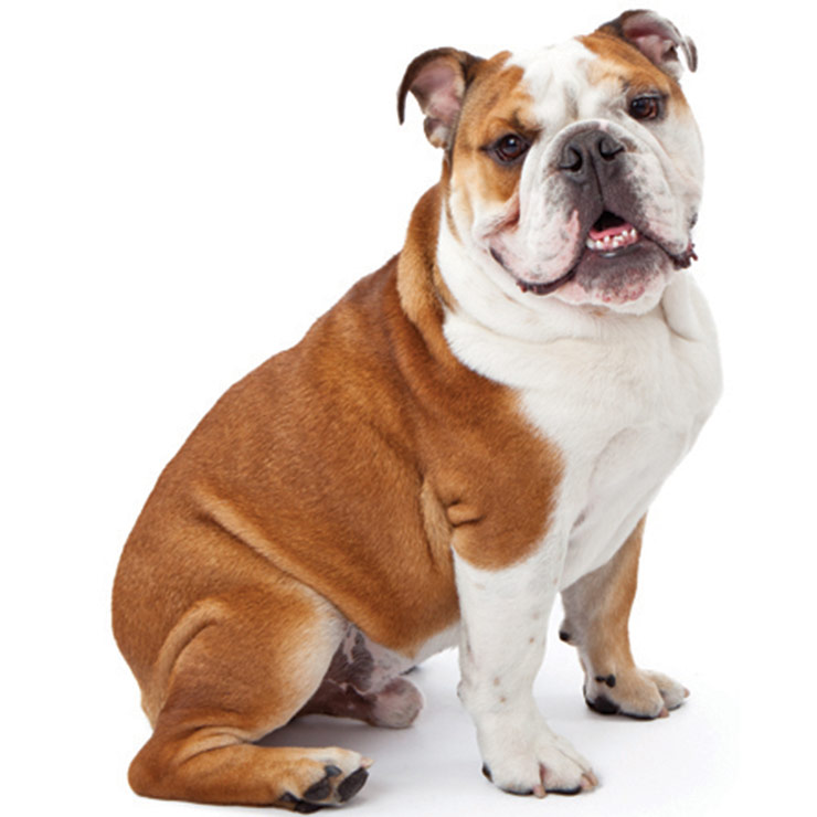 English Bulldog breed standard example