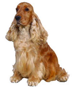 English Cocker Spaniel breed standard example