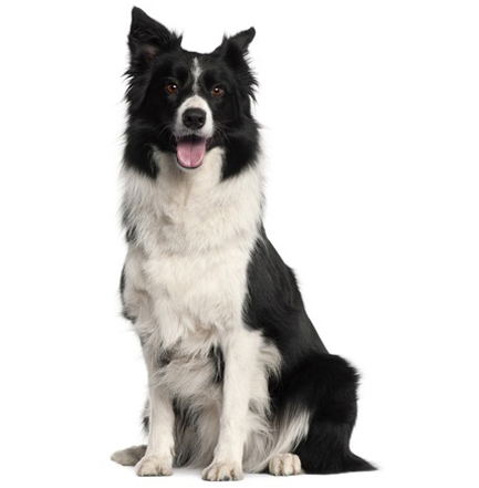 Border Collie Dog Breed Information - Continental Kennel Club