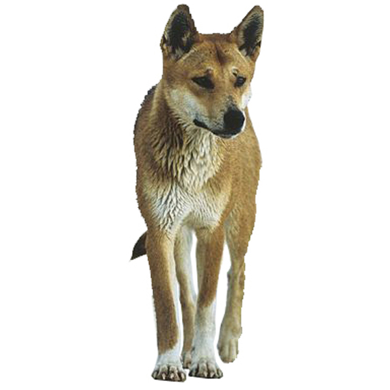 Dingo Dog Breed Information - Continental Kennel Club