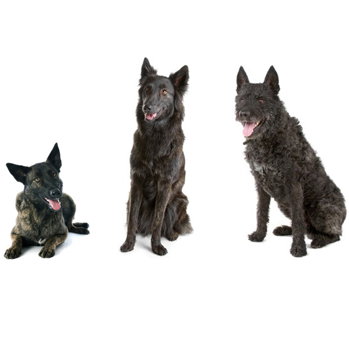 Dutch Shepherd Dog Breed Information - Continental Kennel Club