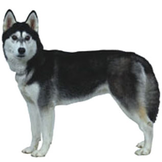 Siberian Husky Dog Breed Information - Continental Kennel Club