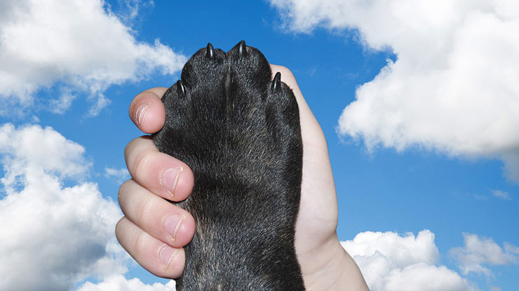 nailsh.jpg