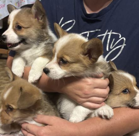 gcorgi.JPG
