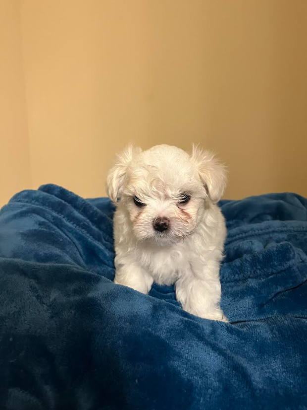 Maltese 22207075