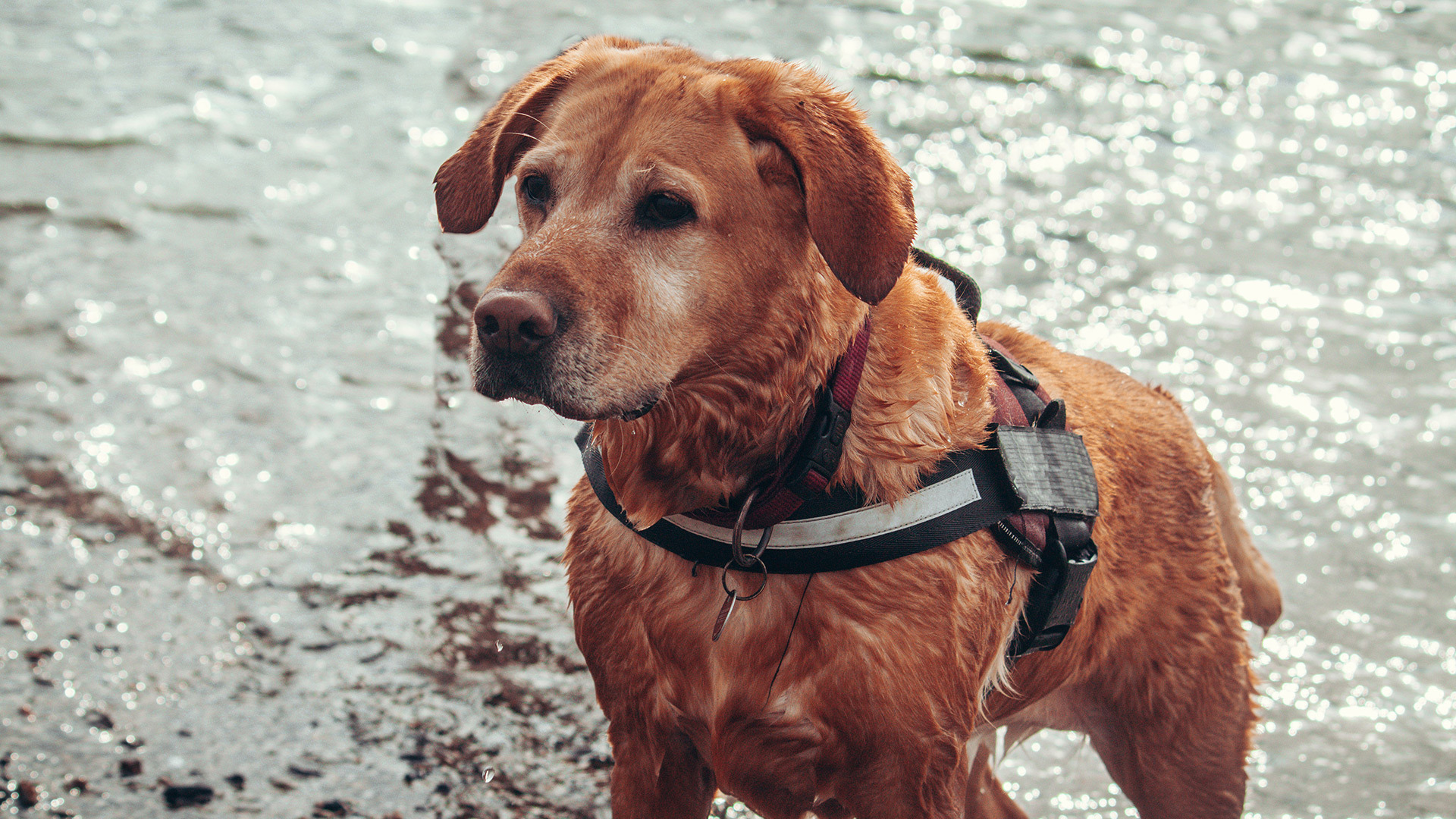 ckc-lesser-known-considerations-of-service-animals.jpg