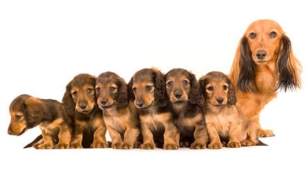 what is a dam in dog breeding