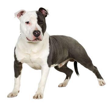 are pit bulls deep chested dogs