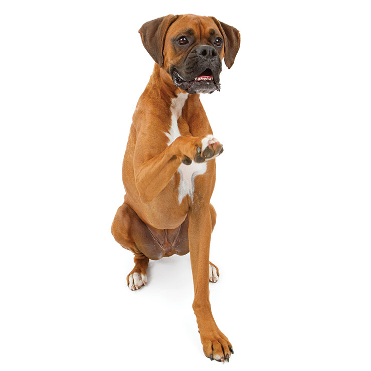 Boxer best sale dog origin