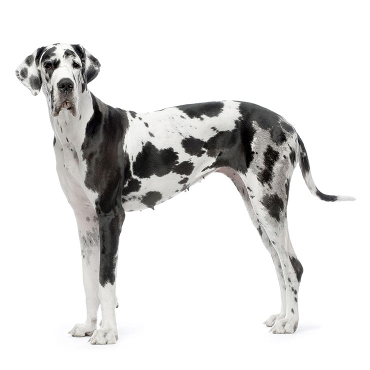 Great dane sale cropped tail