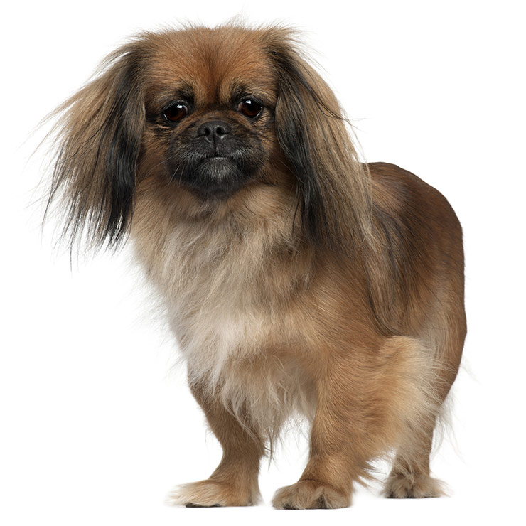 Different types hot sale of pekingese