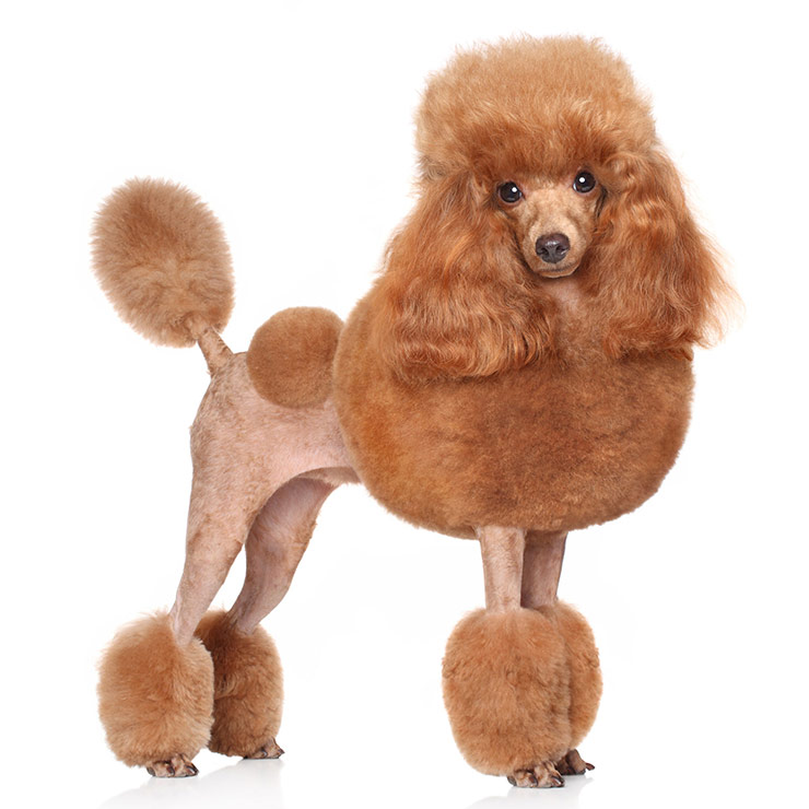 Tan hot sale mini poodle