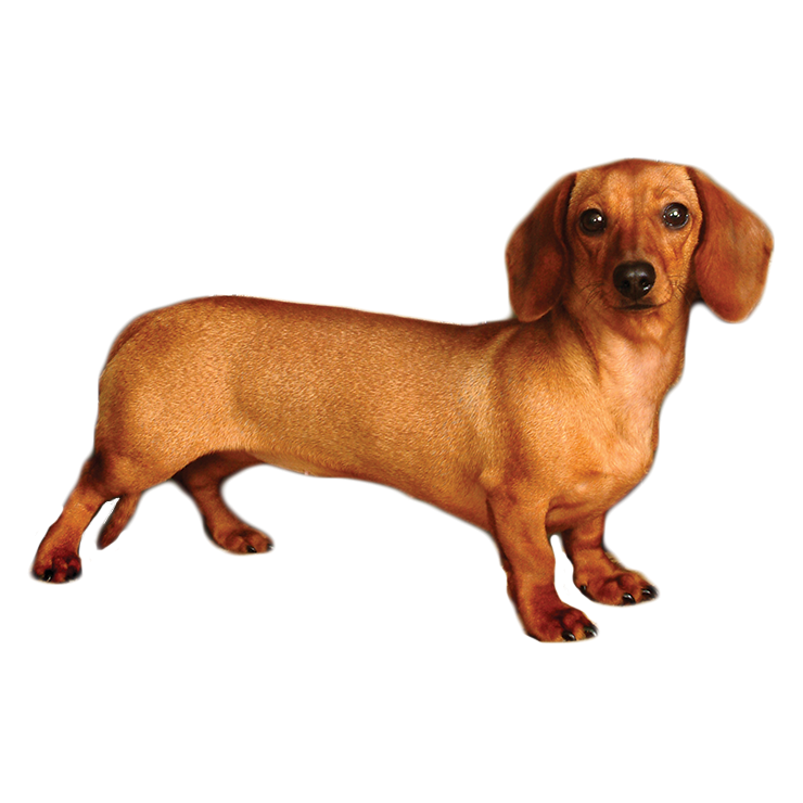 whispering pines dachshunds