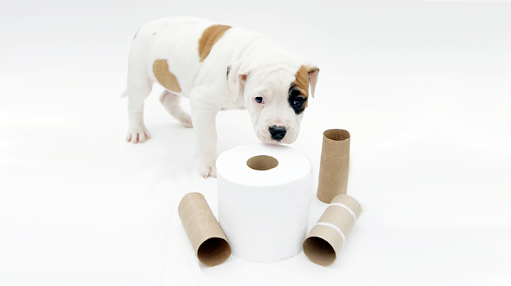 7 House-Training Don'ts All Puppy Owners Should Avoid
