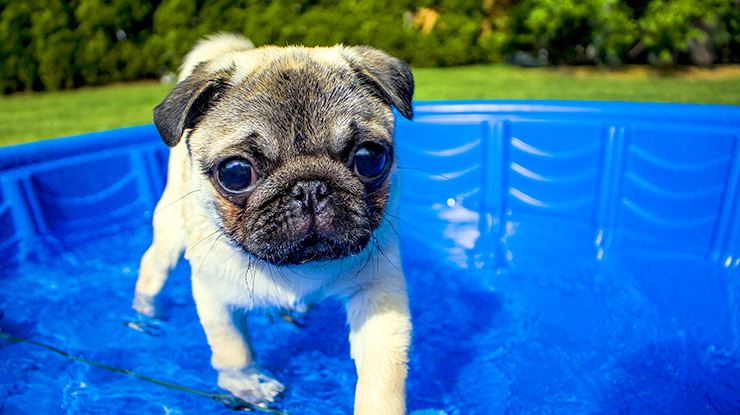 Continental-Kennel-Club-Teach-Your-Dog-How-to-Swim.jpg