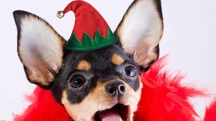10-Reaction-Videos-to-the-Greatest-Christmas-Gift-of-All-Puppies.jpg