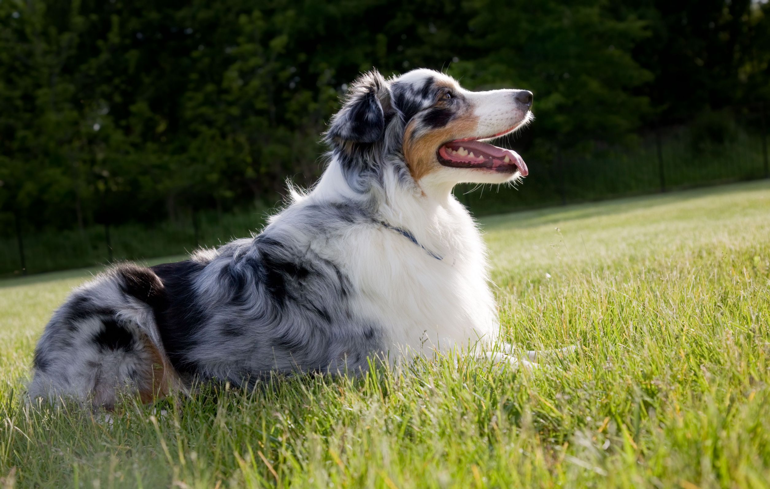 Australian Shepherd Dog Breed Information - Continental Kennel Club