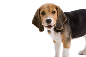 beagle.jpg (1)