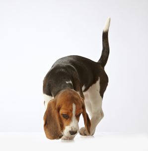 beagle6.jpg