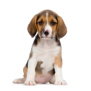 beagle8.jpg
