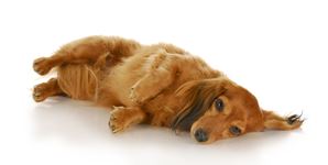 dachshund-longhaired.jpg