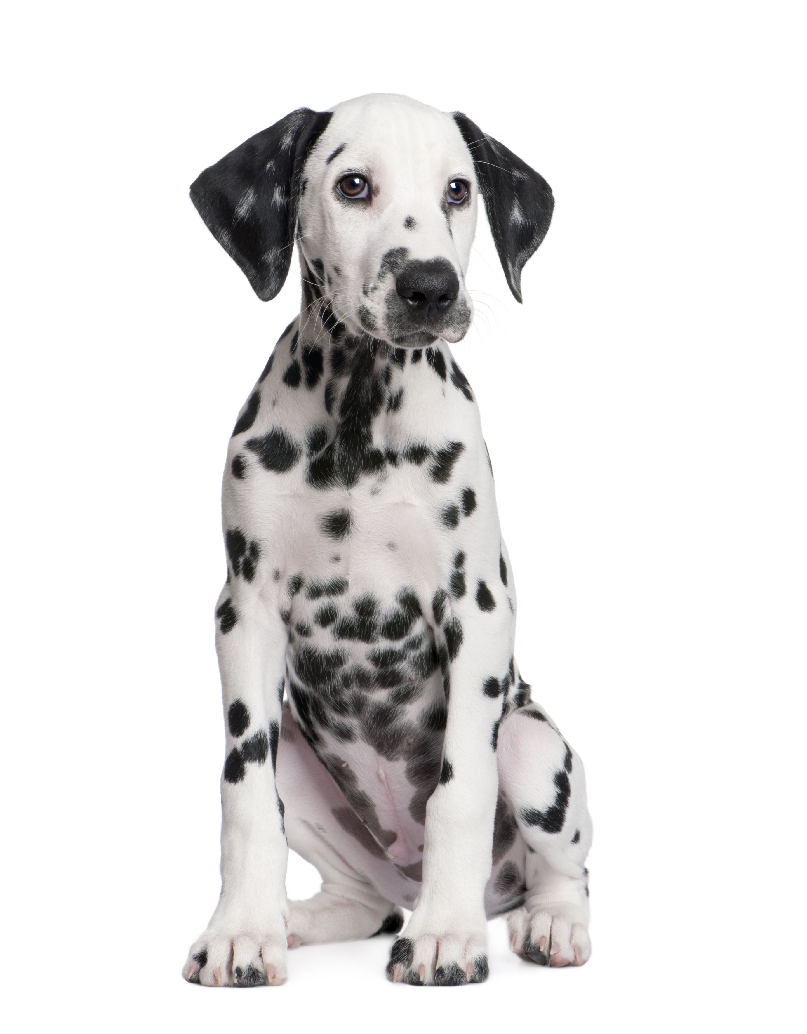 Dalmatian Dog Breed Information - Continental Kennel Club