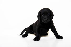 black-lab-pup.jpg
