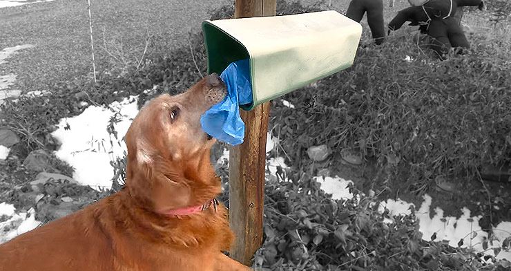 Would-You-Want-Your-Newspaper-Delivered-By-a-Dog-2.jpg