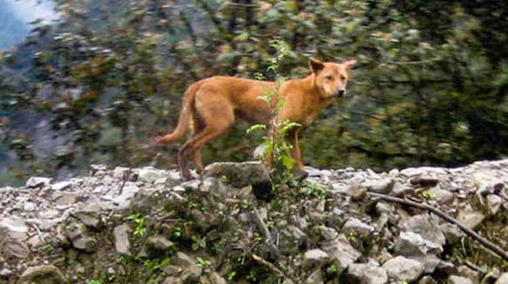 New-Guinea-Highland-Wild-Dog-2.jpg