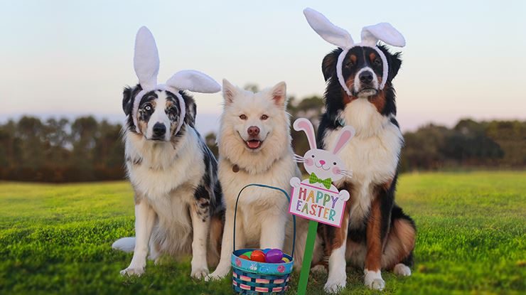 How-to-Put-Together-the-Perfect-Easter-Egg-Hunt-for-Your-Dog-in-Four-Easy-Steps.jpg