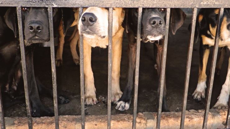 China-Bans-the-Sale-of-Dog-Meat-at-This-Year.jpg