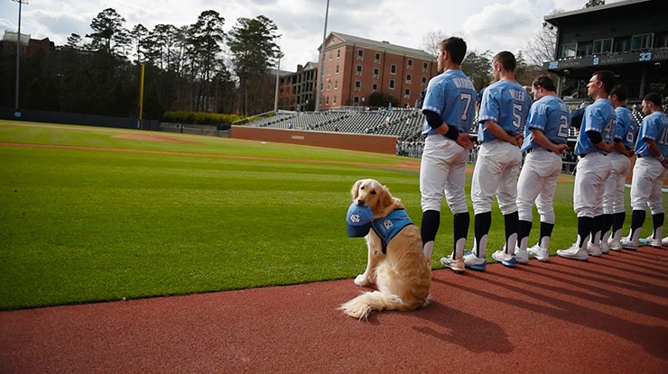 tar heel canine