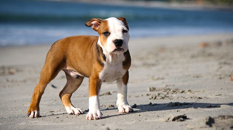 4-Things-You-Probably-Did-Not-Know-About-Pit-Bulls.jpg