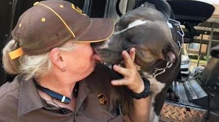 Pit-Bull-Whose-Owner-Passed-Away-Finds-a-New-Home-with-Caring-UPS-Driver.jpg