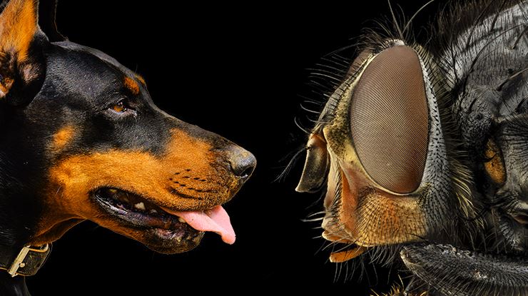 Pets-VS-Pests-Tips-To-Keep-Your-Pets-Safe-When-Exterminating-Pests.jpg