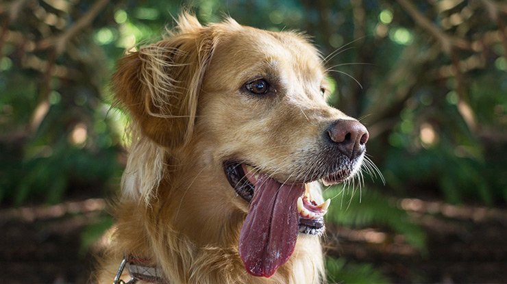 is-it-safe-for-your-dog-to-lick-your-face