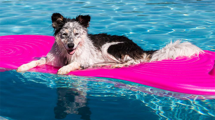 is chlorine bad for dogs skin